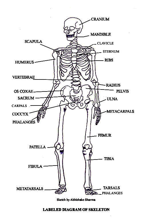 PICTURES OF BONES | The Skeletal System