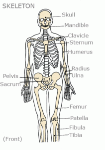 PICTURES OF BONES | The Skeletal System